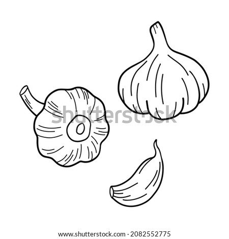 Garlic clove hand drawn vector illustration set. Vegetable line art. Engraved style object isolated on white background. Great for menu, label, icon