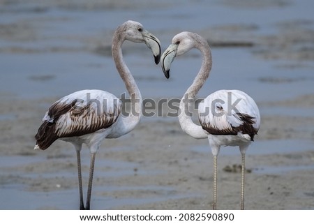 Juvenile flamingo wandering in the shallow coast of Bahrain Royalty-Free Stock Photo #2082590890