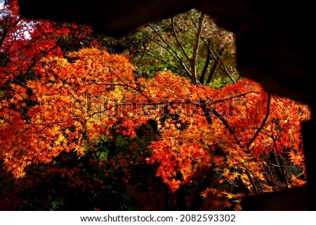 It is the autumn color of Mitaki-dera.