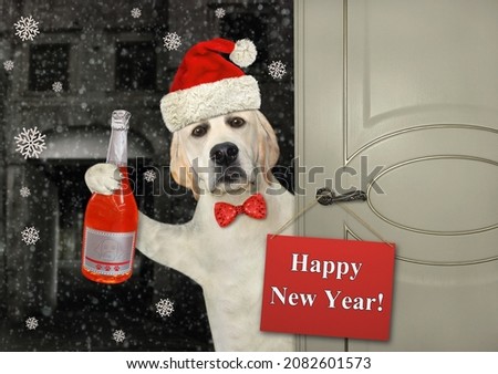 A dog labrador in a Santa Claus hat with a bottle of red champagne opens a door for New Year.