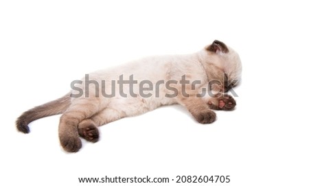 kitten isolated on white background 