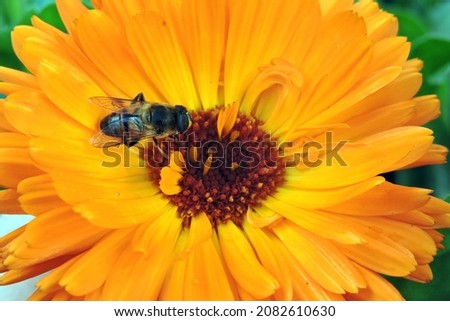 A close-up of a bee pollinating an orange pot marigold flower, blurred green leaves in the background
