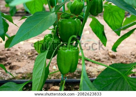 Green bell peppers on plant. Royalty-Free Stock Photo #2082623833