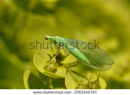 Lacewing, Chrysoperla carnea, are useful insects that eat a lot of aphids. Royalty-Free Stock Photo #2082646765
