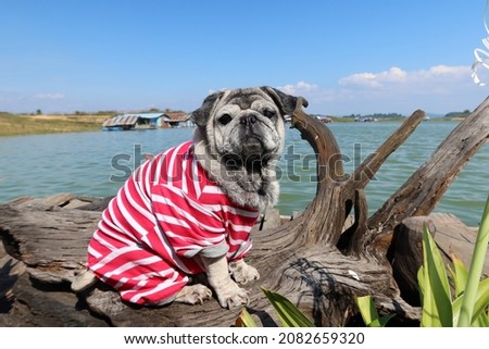 cute chubby dog ​​on wooden raft in Thailand river beautiful landscape selective focus happy dog