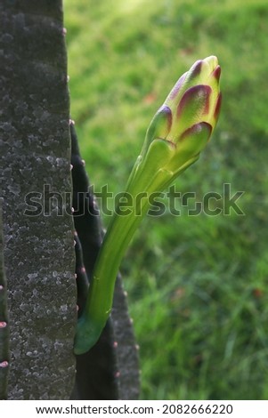 Cactus flower's bud with green grass background