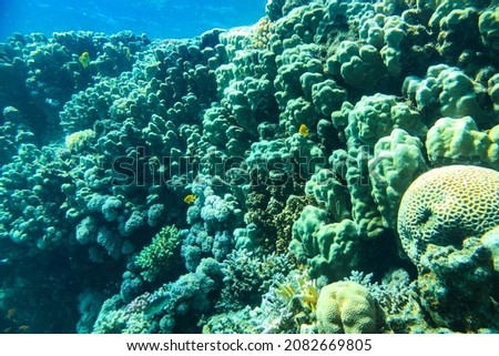 Underwater view of the coral reef. Life in the ocean. School of fish. Coral reef and tropical fish in the Red Sea, Egypt.
