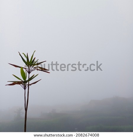 ornamental plants in the highlands.  The picture was taken after it rained and the weather was foggy.  images can be used for backgrounds, background quotes, etc.