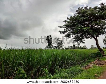 Side view of Beautiful sugarcane farmland surrounded by green trees with dark clouds on background. Picture capture during monsoon season at village area Kolhapur, Maharashtra, India.