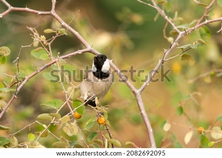 The white-eared bulbul or white-cheeked bulbul, is a member of the bulbul family. Royalty-Free Stock Photo #2082692095