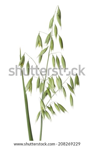 Fresh oat plant on white background Royalty-Free Stock Photo #208269229