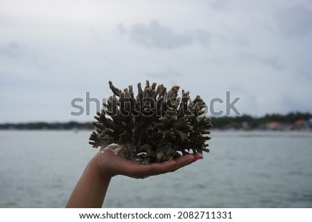 Coral rock on hand. Hand holding coral rock with sea background blur