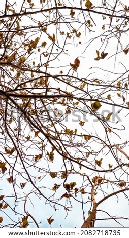 Trees with dry leaves in the summer