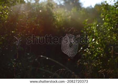 cobwebs on field plants in the morning sun, blurred background, soft focus. dry flowers, cobwebs, bokeh, warm sunlight. banner. autumn background. macro nature, cobwebs on meadow flowers. copy space