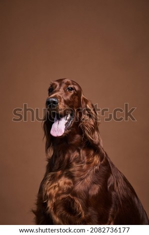 Vertical portrait of beautiful Irish Setter dog looking at camera while sitting against brown background in studio, copy space Royalty-Free Stock Photo #2082736177