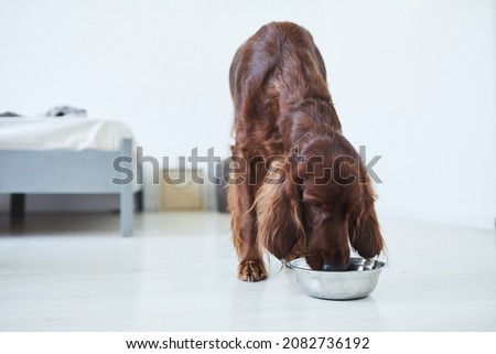 Full length portrait of Irish Setter dog eating dog food from metal bowl in home interior, copy space Royalty-Free Stock Photo #2082736192