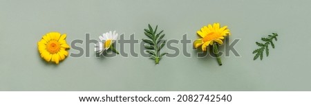 Garden flowers and leaves over green background. Wildflowers. Chamomile flowers