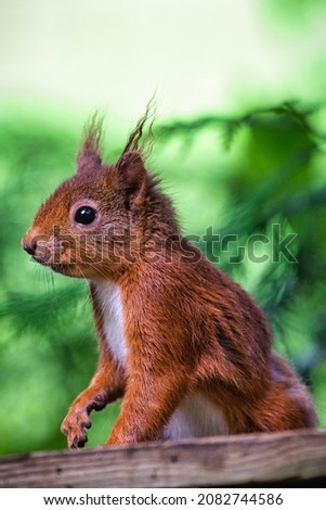 Red Squirrel in Cluny Gardens near Aberfeldy Scotland