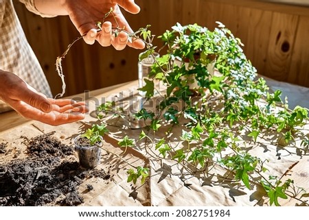 Woman's hands holding young sprig of common ivy, Hedera helix rooted in transparent glass of water. Propagation of plant from stem cutting in water. Royalty-Free Stock Photo #2082751984