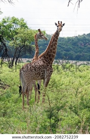 TALL GIRAFFE CURIOUSLY LOOKING ON WHILE STANDING IN A SOUTH AFRICAN LANDSCAPE