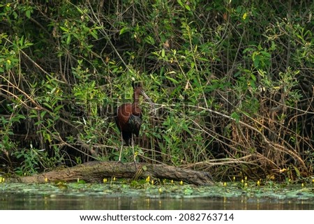 Glossy Ibis in the Danube Delta