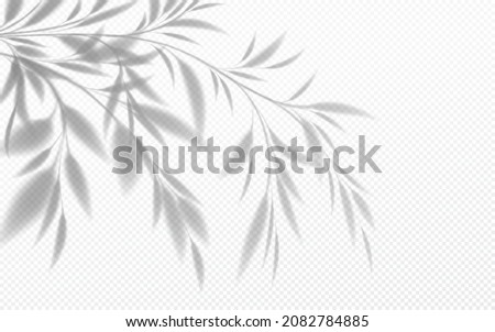 Realistic transparent shadow of a bamboo branch with leaves isolated on a transparent background. Vector illustration EPS10