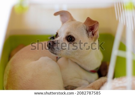 Young chihuahua dog with white color and brown spots inside kennel