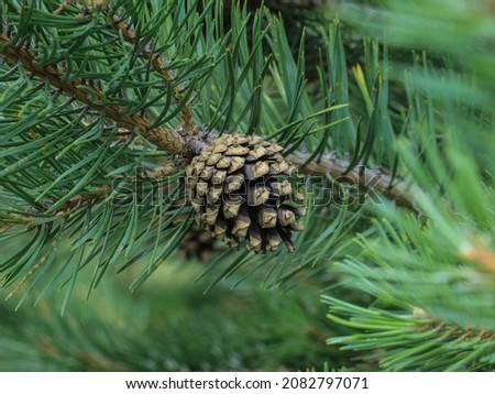 Brown mature ripe seed cone of Scots pine, Pinus sylvestris in Nationla park Tara in western Serbia Royalty-Free Stock Photo #2082797071