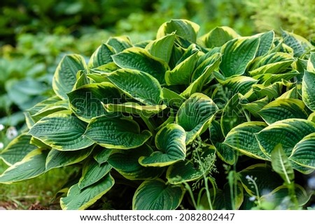 Green bush Hosta. Hosta leaves. Beautiful Hosta leaves background. Hosta - an ornamental plant for landscaping park and garden design Royalty-Free Stock Photo #2082802447