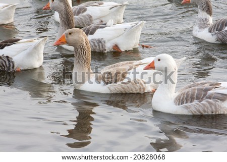 geese in the river