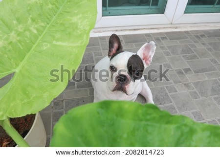 Alocasia macrorrhizos and French bulldog or a dog and plants at home
