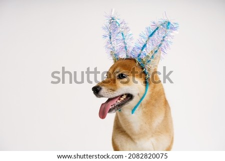 Portrait of cute ginger dog on white background with blue christmas bunny ears. Dog dressed as a rabbit. New year's bandage from bunny ears on the head of a thoroughbred dog.