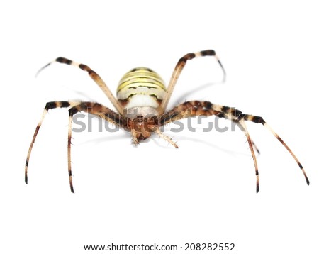 European Black and Yellow Garden Spider isolated on white background
