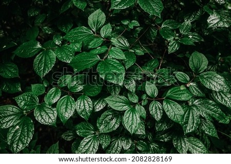 Green leaves texture background, Natural background and wallpaper