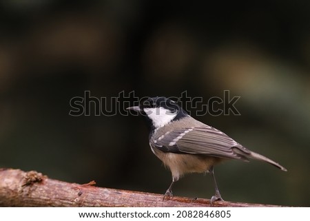 Coal tit on a branch against a blurred dark background
