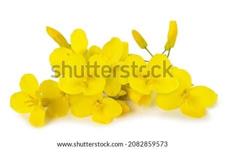 Rapeseed flowers isolated on white background Royalty-Free Stock Photo #2082859573
