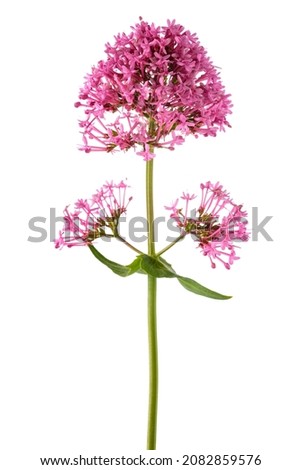 Red valerian flowers isolated on white background Royalty-Free Stock Photo #2082859576