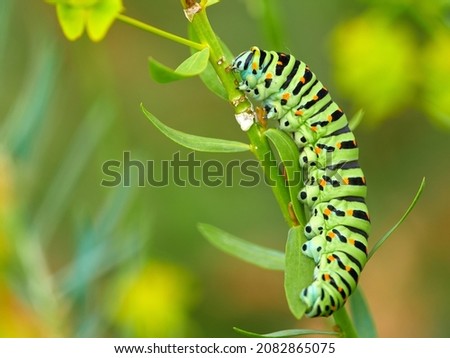 bright green swallowtail caterpillar butterfly with orange dots. The caterpillar of the rare sailfish butterfly Papilio machaon Royalty-Free Stock Photo #2082865075