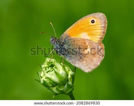 Small heath (Coenonympha pamphilus) butterfly on white daisy flower, green meadow background Royalty-Free Stock Photo #2082869830