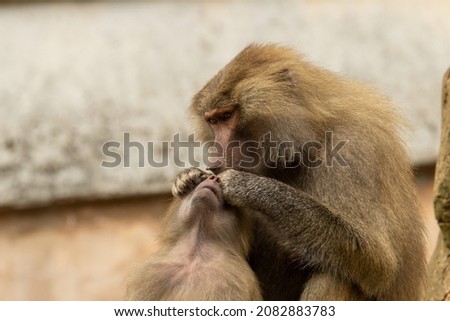 two Hamadryas baboon (Papio hamadryas) grooming each other isolated on a natural background