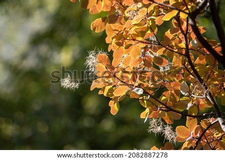 Beautiful autumn trees against the blue sky. Bright colors of autumn, nature.