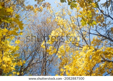 Autumn landscape, trees with bright leaves against the sky.
