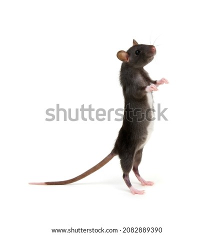 Rat standing on its hind legs isolated on white background