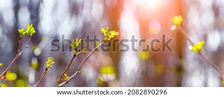 Spring forest with sprouts of leaves on tree branches in the light of the evening sun