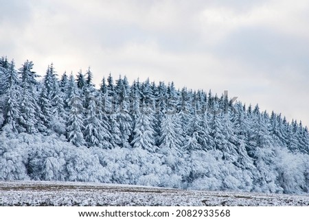 beautiful winter landscape  snow covered pine forest