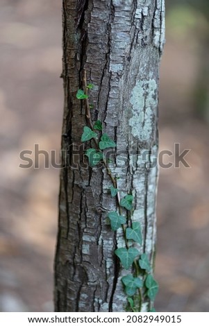 Textured forest background with green climbing plant on the tree trunk.