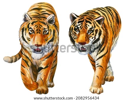 Tigers on an isolated white background, watercolor hand drawing