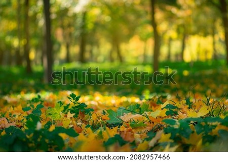 Colored autumn leaves in sunny warm forest. Beautiful autumn seasonal leaves on the ground in forest.