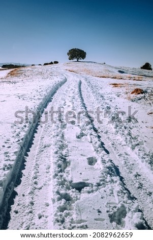 Tree in a snowy landscape with footprints on the ground