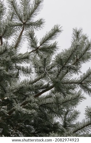 View Looking up into Snow Covered Pine Branches under Gray Snowy Sky